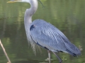 Great Blue Heron - Dunbar Cave SP, Clarksville, Montgomery County, Tennessee, May 1 2024