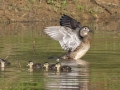 Wood Ducks - Dunbar Cave SP, Clarksville, Montgomery County, Tennessee, May 1 2024