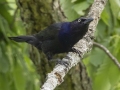 Common Grackle - Pond Overlook - (Restricted Access), Montgomery  County - TN, May 11, 2024