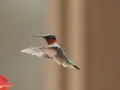 Ruby-throated Hummingbird