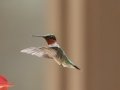 Ruby-throated Hummingbird - Land Between the Lakes NRA--South Welcome Station, Stewart County, Tennessee, June 12, 2024
