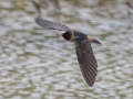 Cliff Swallow - Tennessee NWR--Duck River Unit, Humphreys County, TN, June 1, 2024