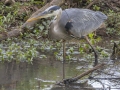 Great Blue Heron - Dunbar Cave SP, Clarksville, Montgomery County, Tennessee, May 1 2024