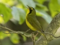 Kentucky Warbler - 861 US-79, Dover US-TN 36.52840, -87.81403, Stewart, Tennessee, United States, June 24, 2024