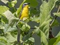 Yellow-breasted Chat - Land Between the Lakes NRA--South Welcome Station, Stewart County, Tennessee, June 12, 2024