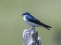 Tree Swallow - Pond Overlook - (Restricted Access), Montgomery  County - TN, May 11, 2024