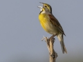 Dickcissel- Cross Creeks NWR - Stewart County - TN, May 7 2024