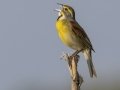Dickcissel- Cross Creeks NWR - Stewart County - TN, May 7 2024