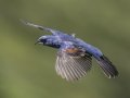 Blue Grosbeak - Land Between the Lakes NRA--South Welcome Station, Stewart, Tennessee, United States, June 12, 2024