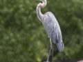 Great Blue Heron - 475 Coast Guard Road, Buchanan, Tennessee, US (36.446, -88.083), Henry, Tennessee, United States, June 8, 2024