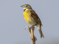 Dickcissel- Cross Creeks NWR - Stewart County - TN, May 7 2024