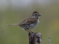 Song Sparrow - Pond Overlook - (Restricted Access), Montgomery  County - TN, May 11, 2024