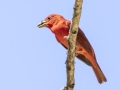 Summer Tanager