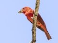 Summer Tanager - Gatling Point Rec Area, Stewart County, Tennessee, June 12, 2024