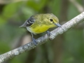 Yellow-throated Vireo - Pond Overlook - (Restricted Access), Montgomery  County - TN, May 11, 2024