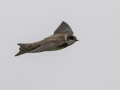 Bank Swallow - Tennessee NWR--Duck River Unit, Humphreys County, TN, June 1, 2024