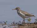 Spotted Sandpiper