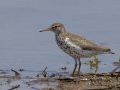 Spotted Sandpiper - Cross Creeks NWR Pool 2 ABC, Stewart County, Tennessee, May 19, 2024