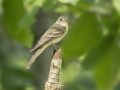 Eastern Wood-Pewee - Neville Bay Rd, Dover US-TN 36.60605, -87.93999, Stewart, Tennessee, United States, July 2, 2024