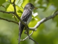 Eastern Wood-Pewee - Cross Creeks NWR - Dover Bottoms, Stewart County, TN April 24, 2024