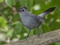 Gray Catbird - Pond Overlook - (Restricted Access), Montgomery  County - TN, May 11, 2024