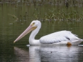 American White Pelican - Cross Creeks NWR--Pool 2/ABC, Stewart, Tennessee, United States, May 19, 2024