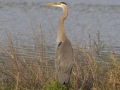 Great Blue Heron - Cross Creeks NWR - Stewart County - TN, May 7 2024