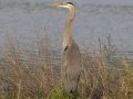 Great Blue Heron - Cross Creeks NWR - Stewart County - TN, May 7 2024