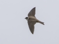 Bank Swallow - Tennessee NWR--Duck River Unit, Humphreys County, TN, June 1, 2024