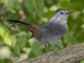 Gray Catbird - Pond Overlook - (Restricted Access), Montgomery  County - TN, May 11, 2024