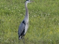 Great Blue Heron - Cross Creeks NWR - Stewart County - TN, May 7 2024