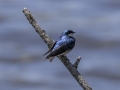 Tree Swallow - Pond Overlook - (Restricted Access), Montgomery  County - TN, May 11, 2024