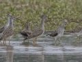 Lesser Yellowlegs - Cross Creeks NWR Headquarters - Stewart County - TN, May 9, 2024