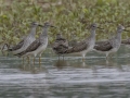 Lesser Yellowlegs - Cross Creeks NWR Headquarters - Stewart County - TN, May 9, 2024