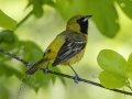 Orchard Oriole  - Dyer Creek Boat Dock - Dover - Stewart County, TN - April 24, 2024