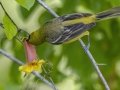 Orchard Oriole  - Dyer Creek Boat Dock - Dover - Stewart County, TN - April 24, 2024