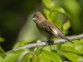 Indigo Bunting - Dunbar Cave SP, Clarksville, Montgomery County, Tennessee, May 1 2024