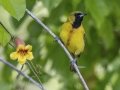 Orchard Oriole  - Dyer Creek Boat Dock - Dover - Stewart County, TN - April 24, 2024