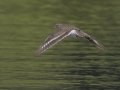 Spotted Sandpiper - Cross Creeks NWR Pool 2 ABC, Stewart County, Tennessee, May 19, 2024