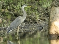 Great Blue Heron - Neville Bay Rd, Dover US-TN 36.60605, -87.93999, Stewart, Tennessee, United States, July 2, 2024