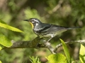 Yellow-throated Warbler