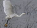 Snowy Egret - Indian Mound  at Cross Creeks  - Stewart County - TN, May 8, 2024