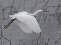 Snowy Egret - Indian Mound  at Cross Creeks  - Stewart County - TN, May 8, 2024