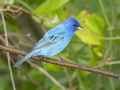 Indigo Bunting - Gatling Point Rec Area (36.5575,-87.9038), Stewart, Tennessee, United States, June 12, 2024