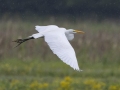 Great Egret - Indian Mound  at Cross Creeks  - Stewart County - TN, May 8, 2024