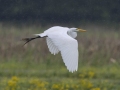 Great Egret - Indian Mound  at Cross Creeks  - Stewart County - TN, May 8, 2024