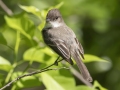 Eastern Phoebe - Dunbar Cave SP, Clarksville, Montgomery County, Tennessee, May 1 2024