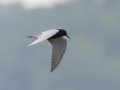 Black Tern - Indian Mound  at Cross Creeks  - Stewart County - TN, May 8, 2024