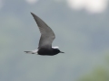 Black Tern - Indian Mound  at Cross Creeks  - Stewart County - TN, May 8, 2024