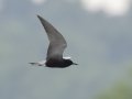Black Tern - Indian Mound  at Cross Creeks  - Stewart County - TN, May 8, 2024